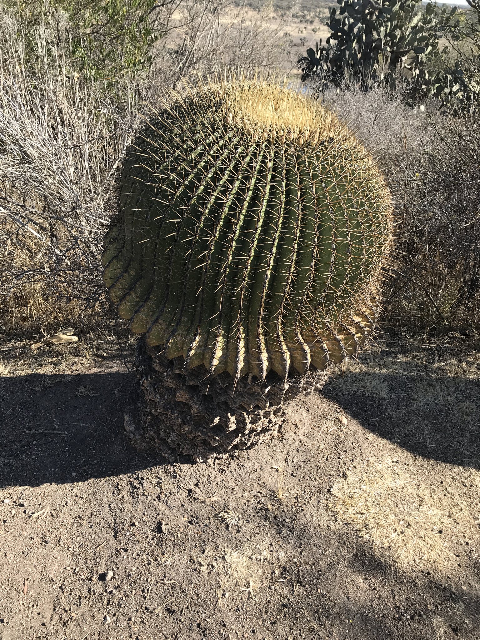 Ferocactus histrix